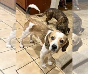 Beagle-Unknown Mix Dogs for adoption in Westmont, IL, USA