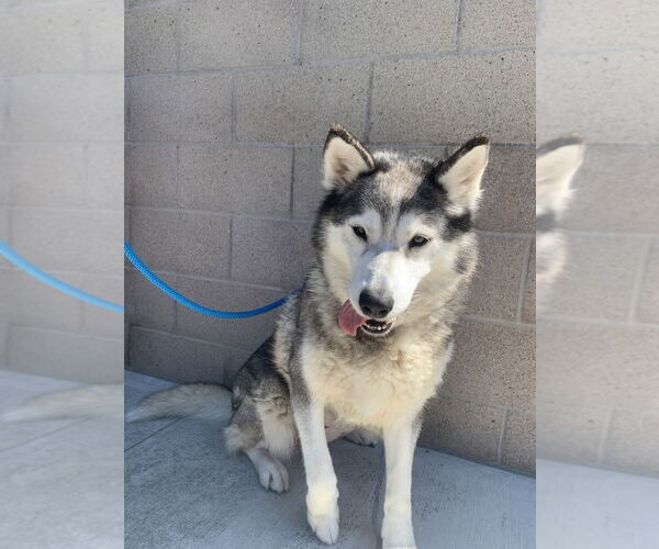 Medium Photo #2 Siberian Husky Puppy For Sale in Salinas, CA, USA