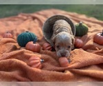 Puppy Rhianna Cocker Spaniel