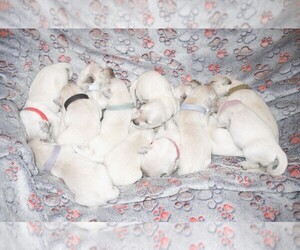 English Cream Golden Retriever Puppy for Sale in LANCASTER, Wisconsin USA