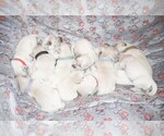Small English Cream Golden Retriever