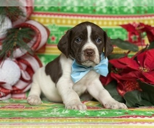 German Shorthaired Pointer-Unknown Mix Puppy for sale in LANCASTER, PA, USA