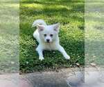 Small #2 American Eskimo Dog-Pug Mix