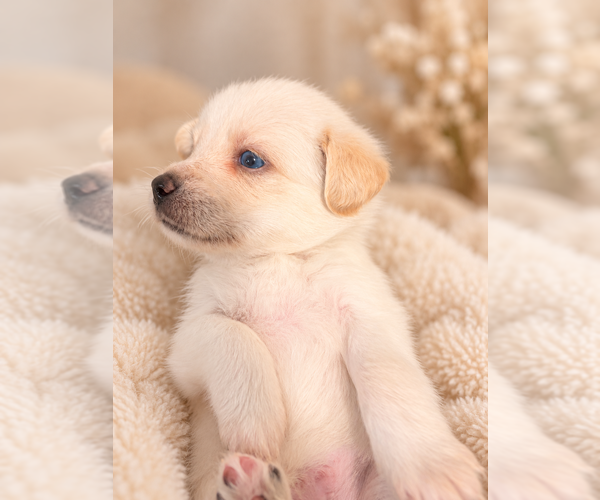 Medium Photo #11 Alaskan Husky-Cock-A-Poo Mix Puppy For Sale in YONKERS, NY, USA