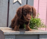 Small #5 Dachshund