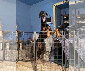 Logan - Male Doberman Pinscher Dog for Adoption - Photo #7