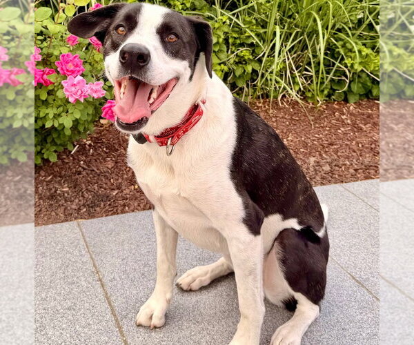 Medium Photo #5 Mutt Puppy For Sale in Canton, CT, USA