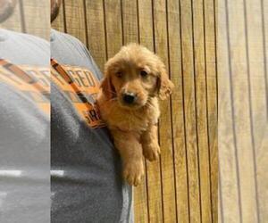 Golden Retriever Puppy for sale in MCMINNVILLE, TN, USA