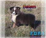 Puppy 6 Miniature Australian Shepherd