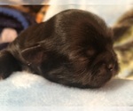 Small #2 Shih Tzu