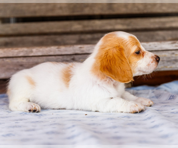 Medium Photo #6 Dachshund Puppy For Sale in WAKARUSA, IN, USA