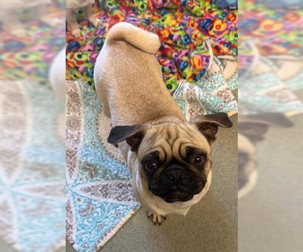 Medium Photo #1 Pug Puppy For Sale in San Martin, CA, USA