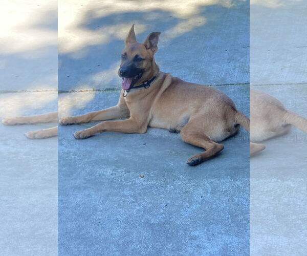 Medium Photo #6 Mutt Puppy For Sale in San Diego, CA, USA