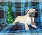 Small #1 Pug