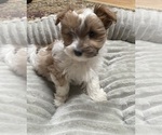 Puppy Puppy 4 Morkie