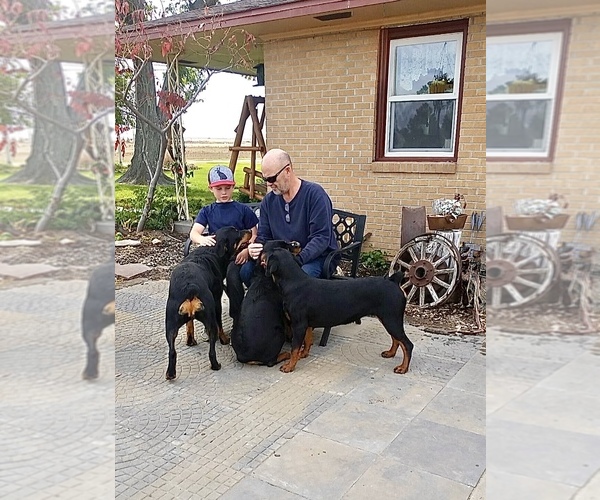 Medium Photo #23 Rottweiler Puppy For Sale in BRIGHTON, CO, USA