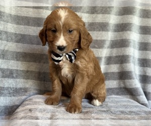 Goldendoodle Puppy for sale in LAKELAND, FL, USA