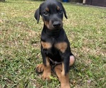 Puppy Puppy 2 Doberman Pinscher