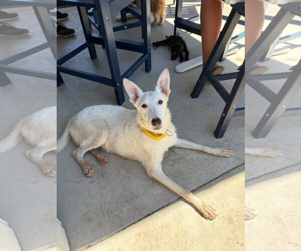 Medium Photo #11 Siberian Husky-Unknown Mix Puppy For Sale in Virginia Beach, VA, USA