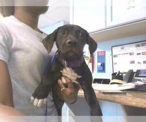 Medium American Bulldog Mix