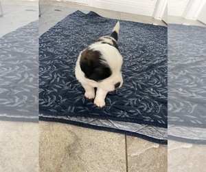 Medium Saint Bernard