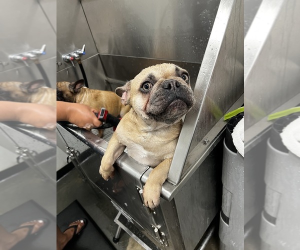 Medium Photo #1 French Bulldog Puppy For Sale in INDIO, CA, USA