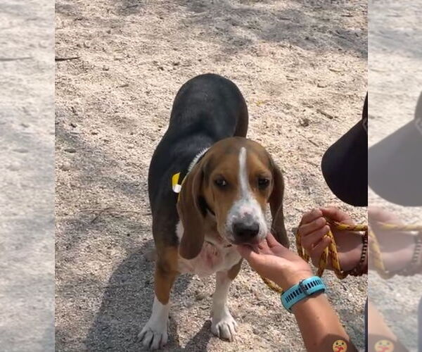 Medium Photo #10 Beagle Puppy For Sale in Las Vegas, NV, USA
