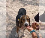Small #9 Beagle