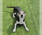 Small #1 Beagle