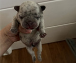 Small Photo #8 French Bulldog Puppy For Sale in ALTA LOMA, CA, USA