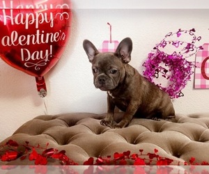 Medium French Bulldog