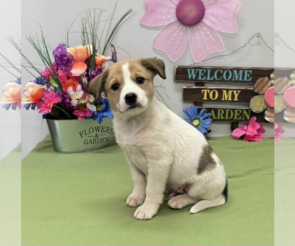 Medium Photo #3 Aussiedor Puppy For Sale in SHERBURNE, NY, USA