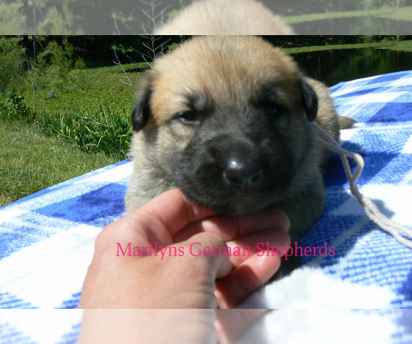 Medium Photo #3 German Shepherd Dog Puppy For Sale in PIEDMONT, MO, USA