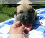 Small #2 German Shepherd Dog