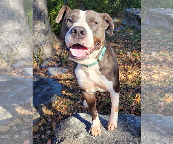 Medium Photo #8 American Pit Bull Terrier-American Staffordshire Terrier Mix Puppy For Sale in Rockaway, NJ, USA