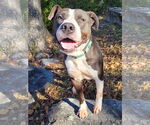 Small #7 American Pit Bull Terrier-American Staffordshire Terrier Mix