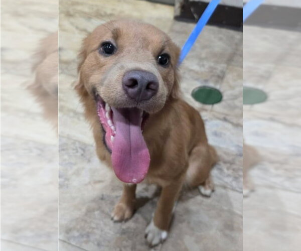 Medium Photo #2 Golden Retriever-Unknown Mix Puppy For Sale in Lakewood, CO, USA