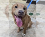 Small #1 Golden Retriever Mix