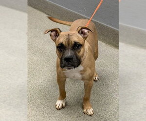 Mutt Dogs for adoption in Las Vegas, NV, USA