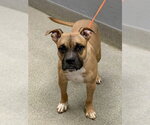 REVO - Male Mutt Dog for Adoption - Small photo