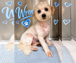 Wren - Male Maltipoo (Miniature) Dog for Adoption - Small photo