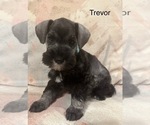 Puppy Trevor Schnauzer (Miniature)