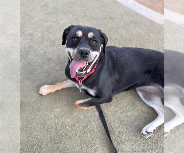 Medium Photo #2 Rottweiler-Unknown Mix Puppy For Sale in Las Vegas, NV, USA