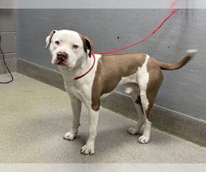 Mutt Dogs for adoption in Las Vegas, NV, USA