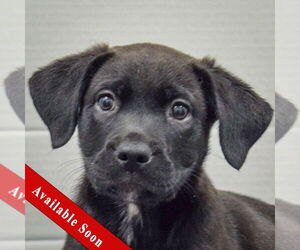 Mastiff-Unknown Mix Dogs for adoption in Huntley, IL, USA
