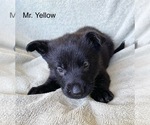 Small #10 German Shepherd Dog