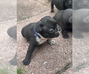 Medium French Bulldog