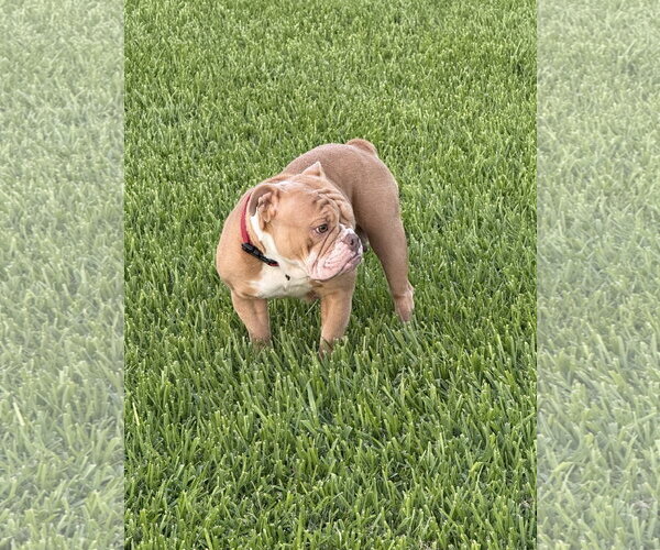 Medium Photo #3 Bulldog Puppy For Sale in Valrico, FL, USA