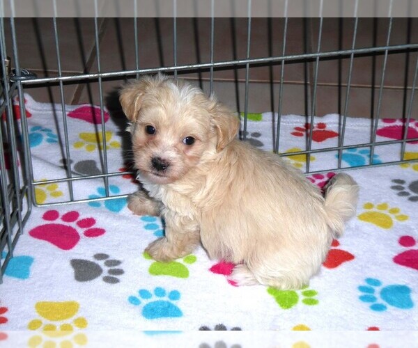 Medium Photo #7 Maltipoo Puppy For Sale in ORO VALLEY, AZ, USA