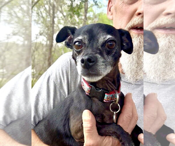 Medium Photo #1 Chihuahua-Unknown Mix Puppy For Sale in Thomasville, NC, USA